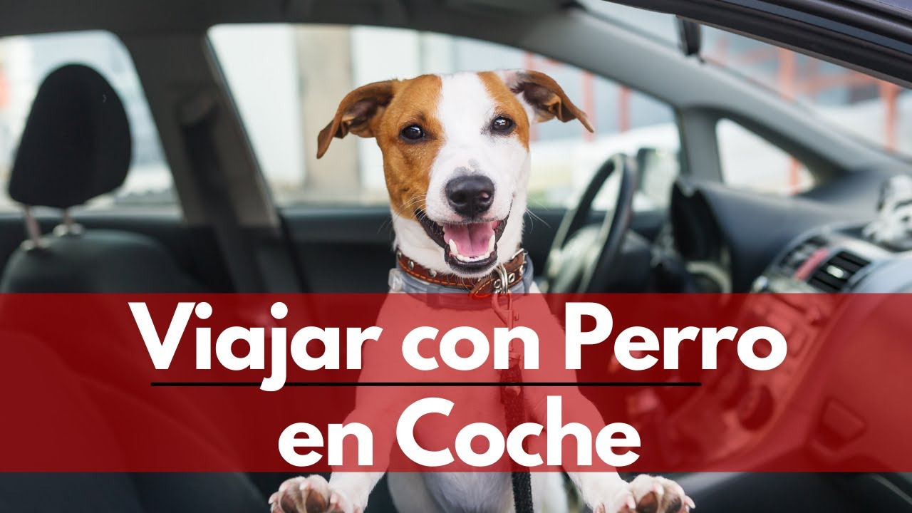 normativa para llevar perros en el coche dgt