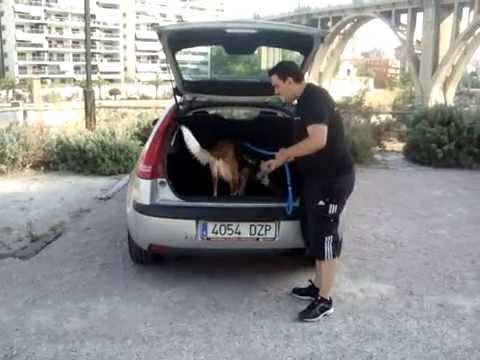 se puede llevar un perro en el maletero del coche