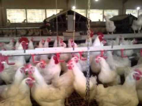 venta de gallinas en ariany mallorca