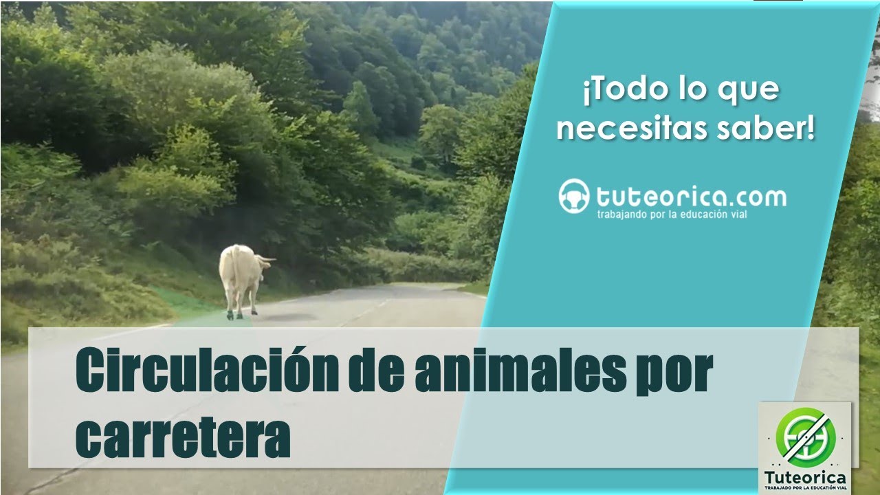 está permitida la circulación de animales por una carretera convencional